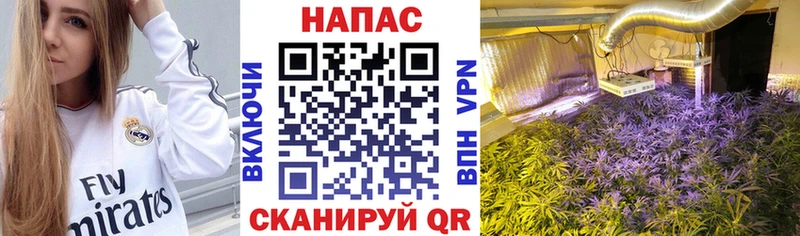 Каннабис SATIVA & INDICA Новокубанск